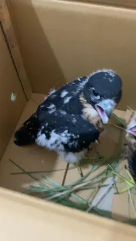 anak muda berbahaya #peregrinefalcon