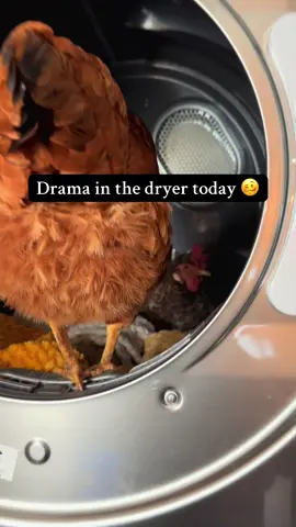 Part 2| Dryer drama with these chickens. Karen proceeded to tell Dolly to get out or maybe she told her “Why are you taking so long?” Who knows! 🤣🤣 #chickens #chickensoftiktok #funnychicken #fyp 