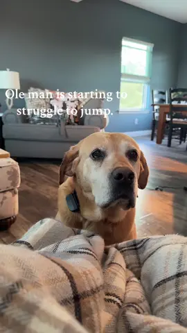 Moss is our 10 yr old English Lab. His face is slowly turning white. #yellowlabrador #englishlab #labradorretriever 