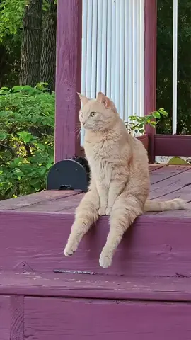 #fyp #kucing #viral 