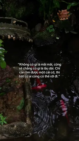 …#tamtrang #story 