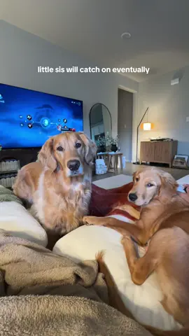 Big sis is teaching little sis 🥰 #goldenretriever #goldenretrieverpuppy #dogtok #dogsisters #cutepuppy 