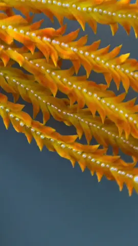 Trộm vía video nào lên xh là nổ đơn video đó #xuhuong #viral #kemnhung #handmade #hoakemnhung #phuonghoang #tiệmhoa1993 