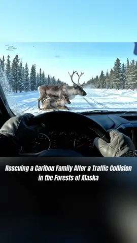 Rescuing a Caribou Family #rescueanimals 