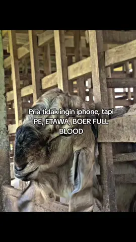 💥 #peternak #peternakmuda #juragankambing🐐 