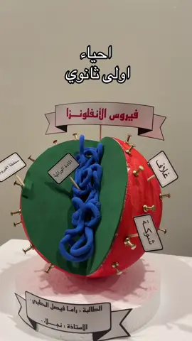 #فيروس_الأنفلونزا #احياء #اولى_ثانوي #مجسمات_فلين #اكسبلور 