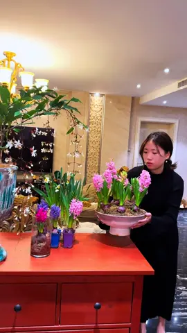 Tiên ông đã sẵn sàng chuẩn bị mùa Tết cho quý vị rồi nha ! Thơm đẹp đủ màu trồng nước hoặc đất đều ok 