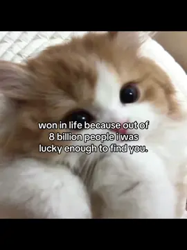#foryou #viral #catlover #cutecats #vibes 