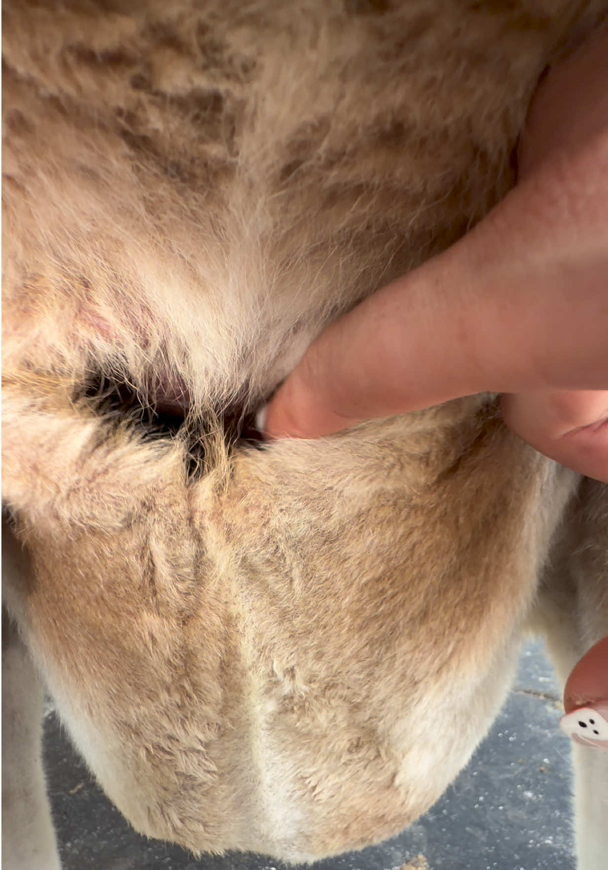 Checking On Kangaroo Kalins Baby.. It’s A Boy! Looks Clean, Healthy & CUTE ❤️ #Fyp #ForYou #ForYouPage 