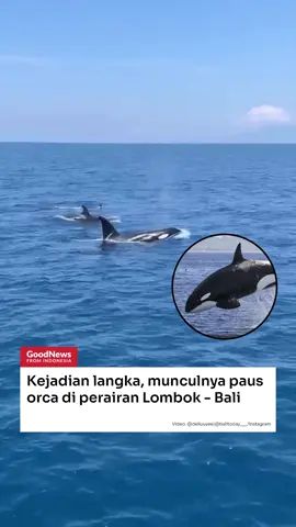 Kejadian langka, munculnya paus orca di perairan Lombok - Bali Video tersebut diabadikan oleh akun Instagram @/delluuyee, yang memperlihatkan sekitar tiga paus orca yang berukuran besar. Tampak para wisatawan takjub menyaksikan secara langsung kemunculan predator laut cerdas tersebut. Pengalaman tur perahu tersebut tentu menjadi momen istimewa karena melihat orca di alam liar. #gnfi #gnfinfo #goodnewsfromindonesia #makintahuindonesia #indonesia 