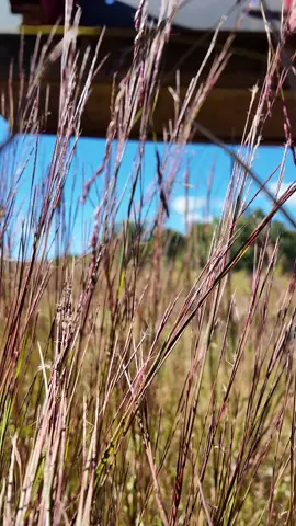 Getting some fencing done so I can move the horses and start working on the pasture they have been in. Time to start planting fall grass seed. #farmlife #horses #countryliving #mechaniccowgirl 