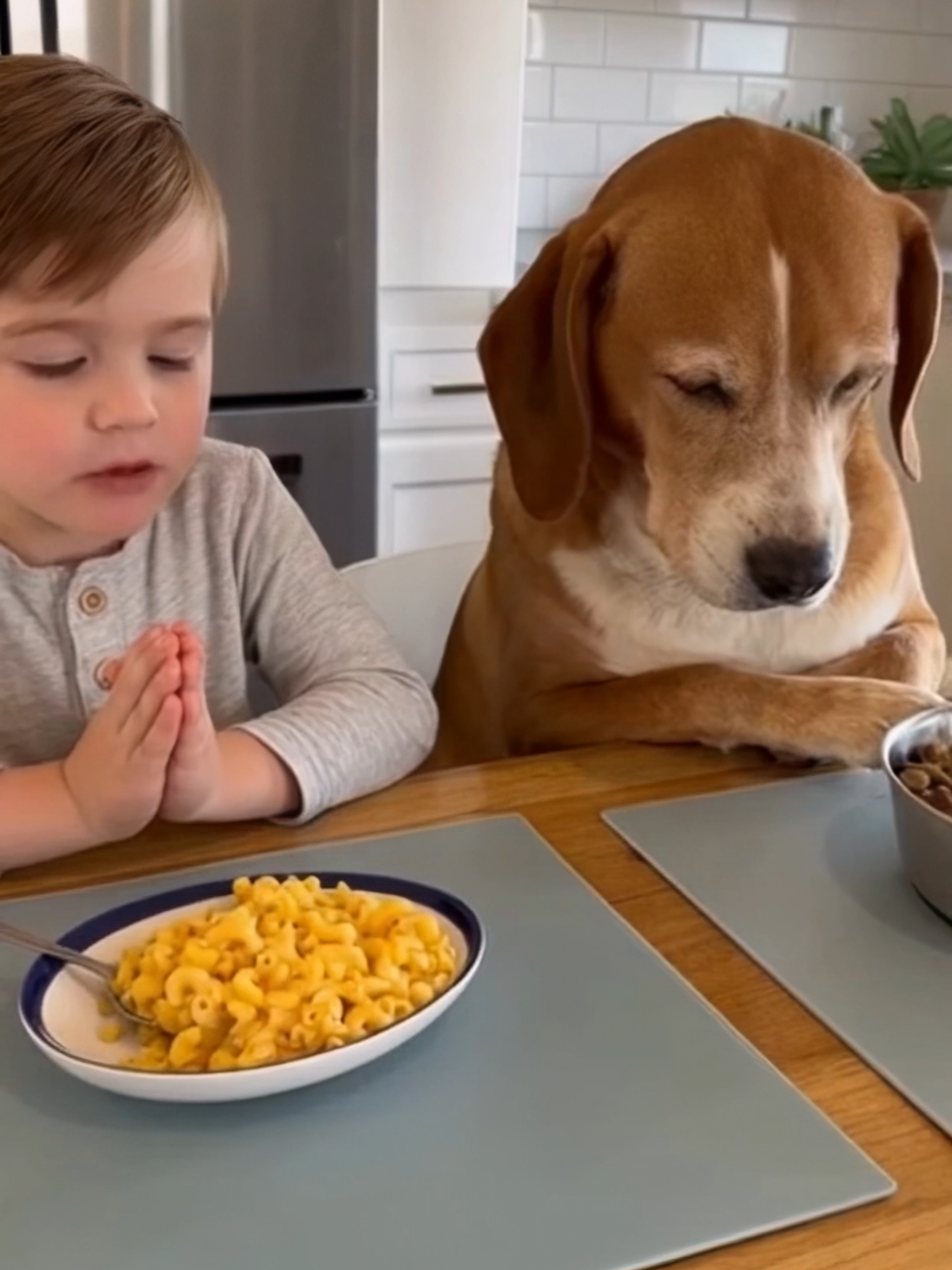This boy taught his dog the most amazing thing #dogsoftiktok #wholesome #kidanddog #BestFriends #dogpraying