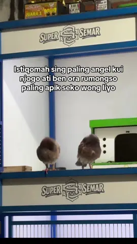 #supersemar #merpatilovers #merpati #merpatikolong #CapCut 