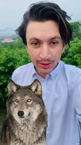 Wolf 🐺 my favourite animal 🏴‍☠️ #wolf #animals #foryoupage #viralvideo #fyp 