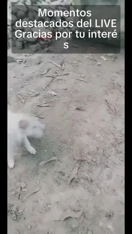 Gracias por todos sus Regalos y por su apoyo. Lo son todo para mí. #tiktoklive #livehighlights #dog #dogs