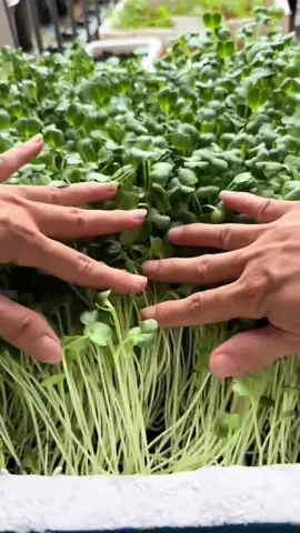 4 loại rau mầm #raucai #phanbon #hatgiong #nongnghiep #raumam 