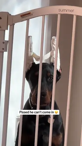 No dogs allowed in the kids playroom. 😂 #doberman #dog #puppy #european #fall 