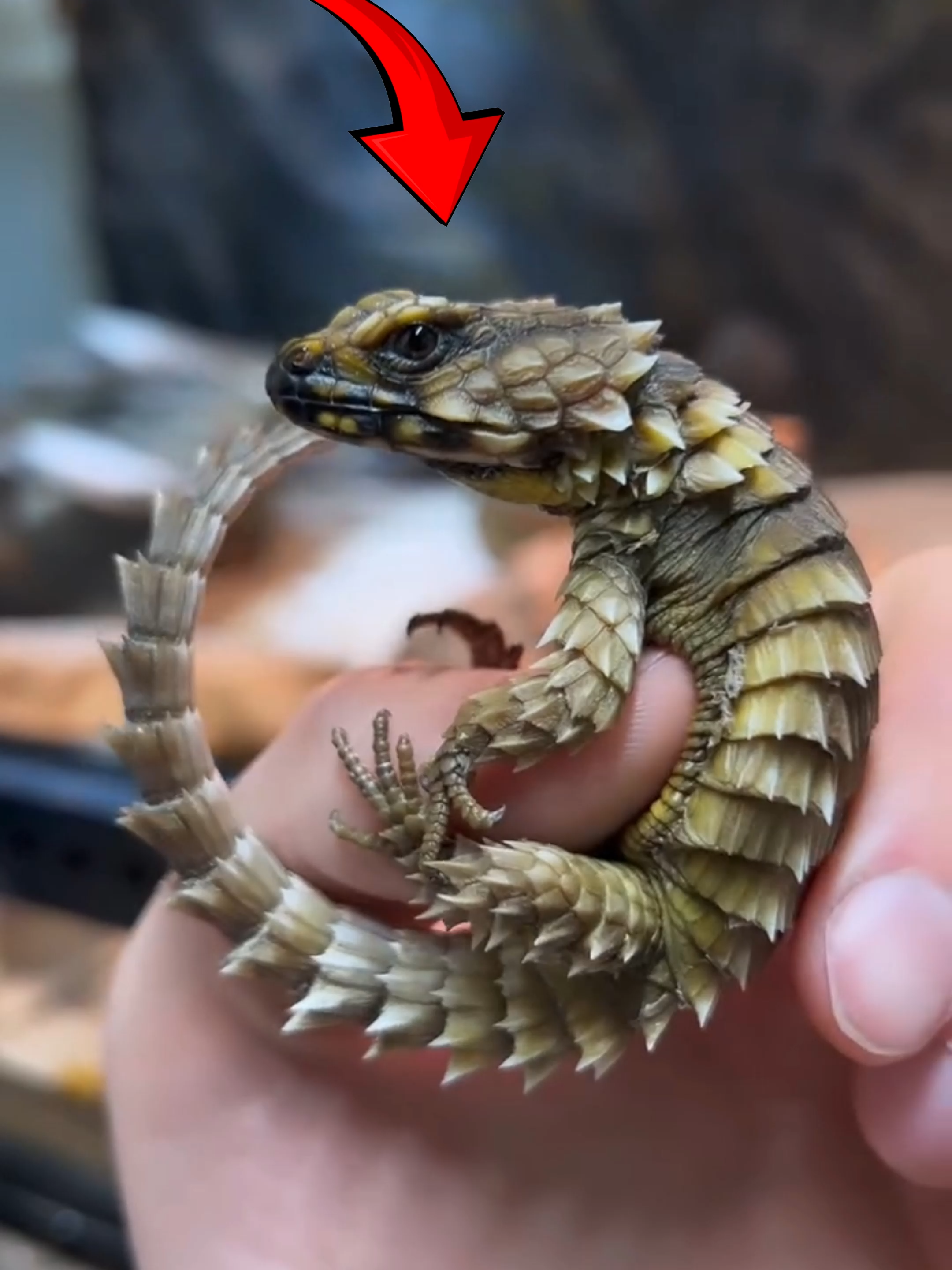 Meet the world’s smallest “dragon” — the Armadillo Girdled Lizard! 🦎 This tiny reptile from South Africa has one of the coolest defenses in nature — it curls up and bites its own tail to protect itself, just like an armadillo! 🛡️ Covered in tough armor-like scales, this little lizard can survive desert life without drinking water, getting moisture from the bugs it eats. They even love to sunbathe together in small groups — like a mini reptile hangout! ☀️ Small, tough, and absolutely amazing! Follow Our Social Media: IG: @el_nino_tv TT: el_nino_tv FB: El Nino TV YT: EL NINO TV #dragon #lizard #reptiles #armadillo #nature #wild #wildlife #animal #animals #AnimalFacts #viral #viralvideo #viraltiktok #trending #fyp #fypシ゚