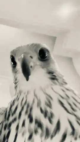 ❤️ #قصايد #صقر #اكسبلورexplore 