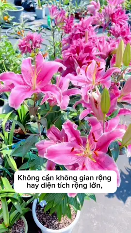 Trồng chơi tết thôi bà con ơi #xuhuong ##viral #hoaly 