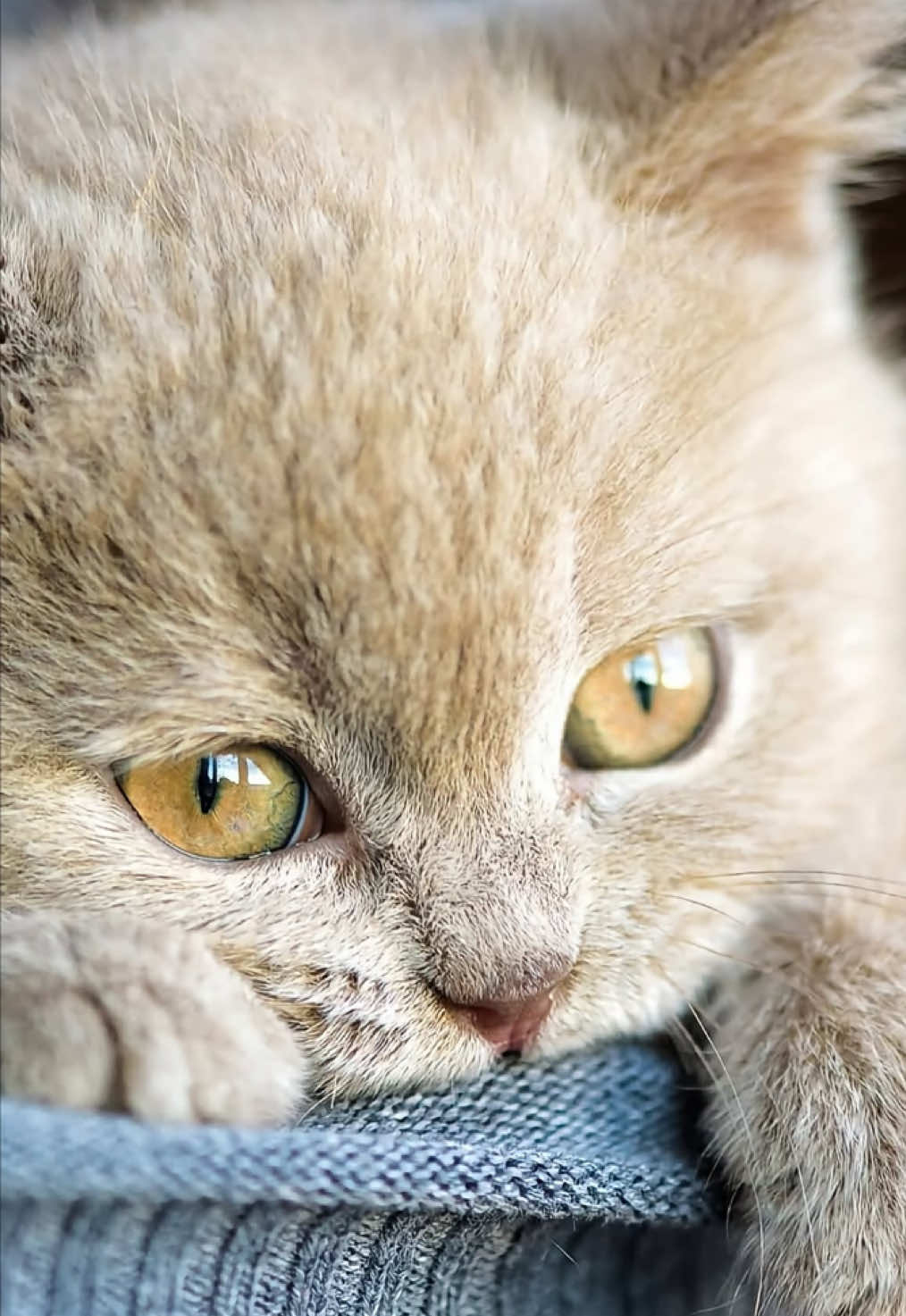 Proud Shia🤍🕊️#fypシ #shiastatus #imshiaofficiall #viralvideosofficial 