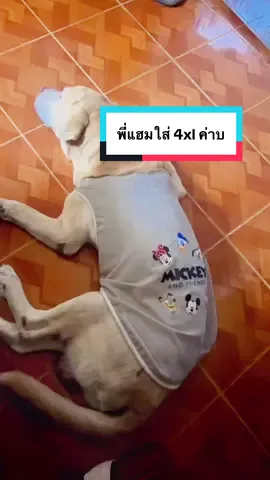 #ชุดหมา #เสื้อหมา #เสื้อผ้าสัตว์เลี้ยง #ชุดน้องหมา #ชุดสัตว์เลี้ยง 