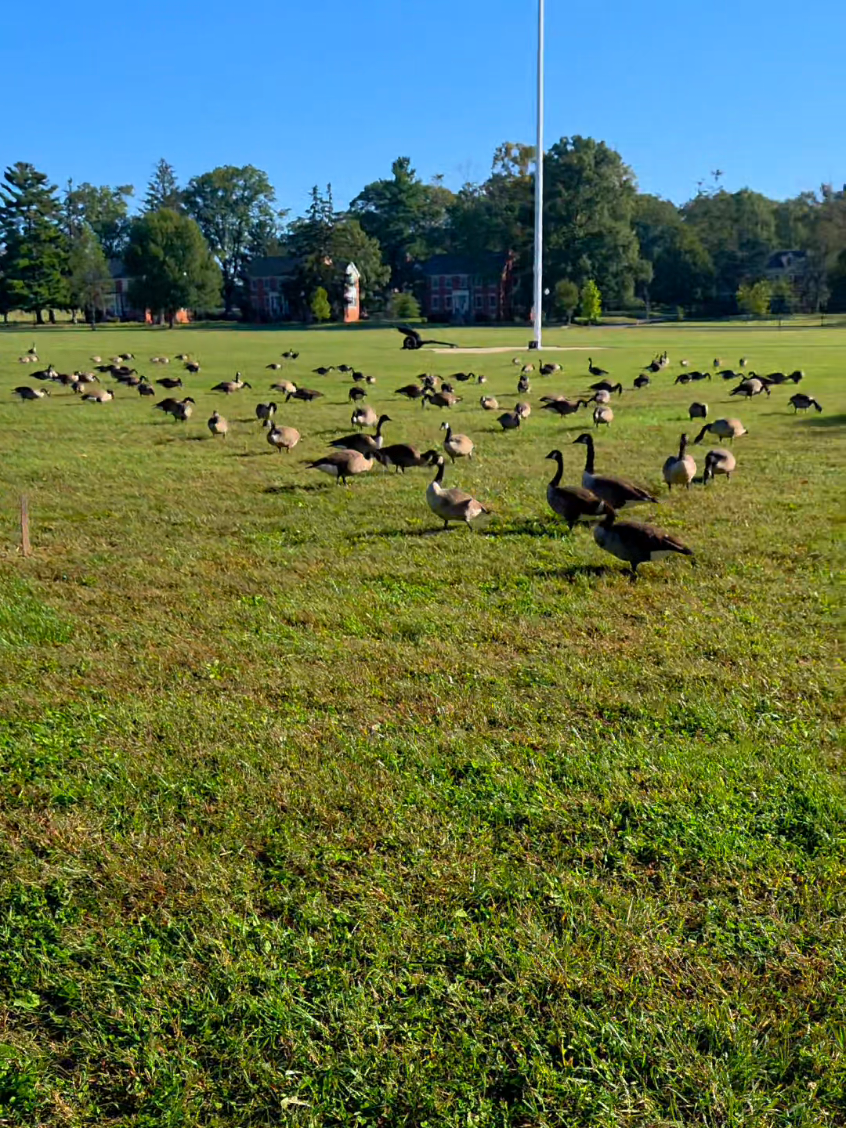 Morning fall walks ... aaahhhh.... #cardio #walkforfitness #fallwalks #md 