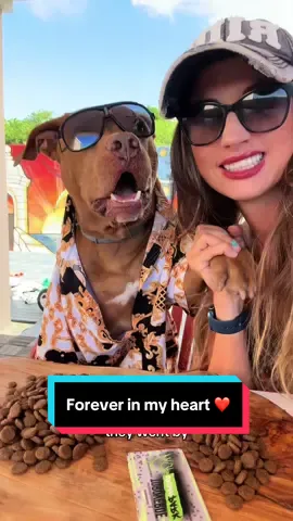 You weren't just a dog, you were my everything. You changed my life, and the silence you've left is deafening. But if I could speak your language All that I would do is thank you for The best years though they went by Seven times too fast... Forever in my heart. ❤️#dogs #petloss #pitbull #imissyou #dog 