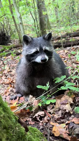 Scippie im Herbstlaub 🍁🍂🥮Einfach eine richtig süße Knutsch Kugel 🦝😍❤️#cutebaby #forest #animal #fyp #tiktokviral 