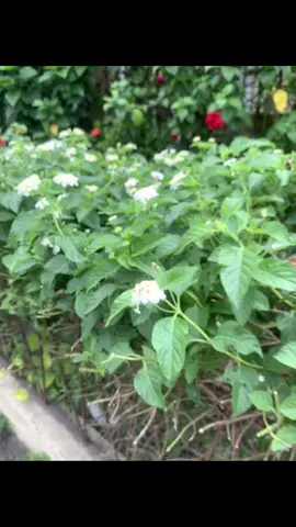 Free to use:) #livephoto #fyp #makeittrending #nature #flower