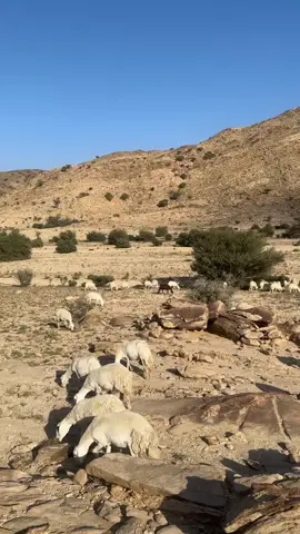 ماشاء الله لا قوة الا بالله 