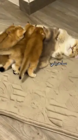 بيلا ابتلشت 😂😂 #قطط #fyp #مالي_خلق_احط_هاشتاقات 