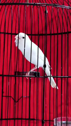 kenari gacor putih durasi edan guendeng #kenari #kenarigacor #kenarimaniaindonesia #gudangkenaricibinong #fyp 