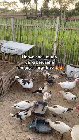 Bismillah 2026🤲😇 #peternakindonesia🇲🇨 #fypシ゚ #tuban24jam #mentoklokal #mentokjumbo 