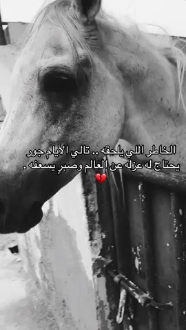 #خيل_وخياله🐎 #fyp #viral #اقتباسات #اكسبلورexplore 