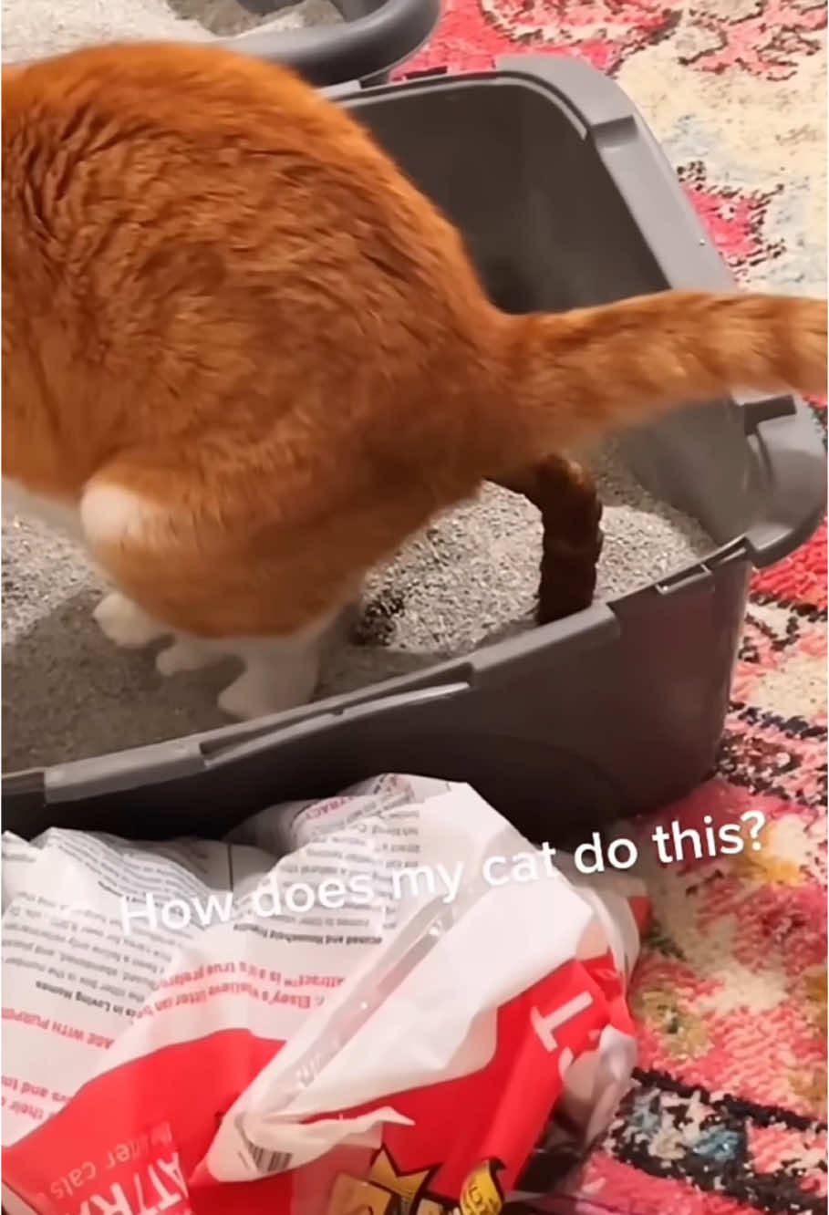 Pooping cat #foryou #cat #fyp #catsoftiktok #funnyvideos #foryoupage #funnycat #catlover 