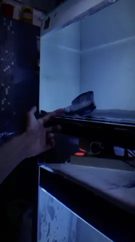 jugo 16-17cm🔥🔥@raiger.zackaquatic.HD  #chana #chanaindonesia #chanaandrao #chanaandraojumbo #chanaandraogondrong #chanaandraoindonesia 