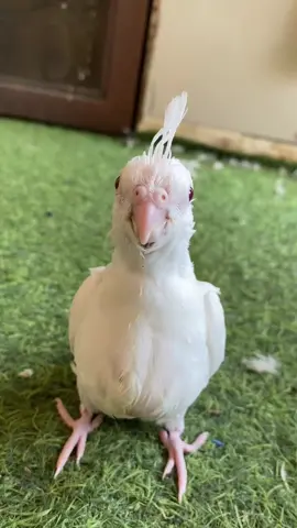 كوكتيل كروان صغير البينو #كروان #كتكوت #birds #fyp #bird #ريشه 