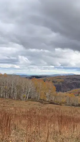 This can also be seen in the spring as different aspen clones leaf out on different schedules 