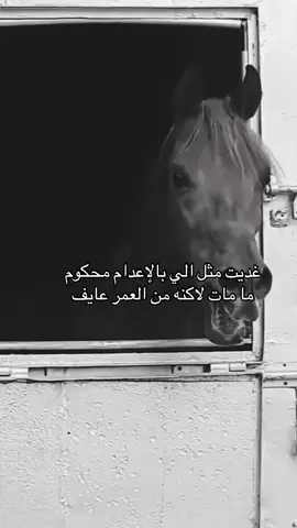 #خيل_وخياله🐎 #fyp #viral #اقتباسات #اكسبلورexplore 