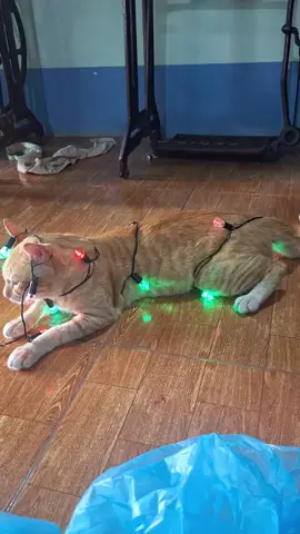 💃သီတင်းကျွတ်ညလေး‌တစ်ည💃😅🐈💛#ကြောင်ချစ်သူများစုစည်းရာ #ကြောင်ချစ်သူများအတွက် @ayenwe605 