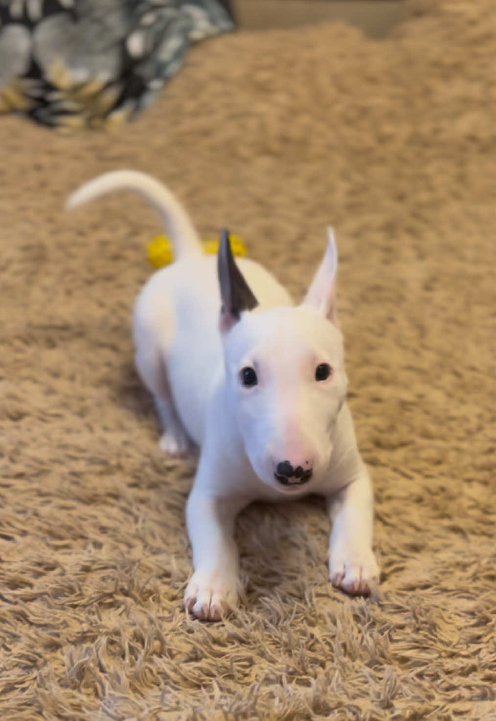 #bullterrier #fyp #dog 