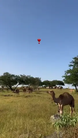 #ظفار_صلاله_سلطنة_عمان 
