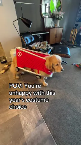 Please tell him it looks good @target 🤦‍♂️🎃👻 #goldenretriever #doghalloween #dogcostume #spookyseason #targetfinds 
