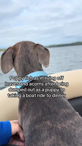 Oh what a life! #puppiesoftiktok #mansbestfriend #lakelanier #lakelife #dogsoftiktok 