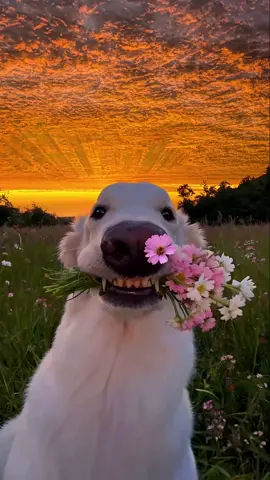 human, send you flowers,just watch the sunset with me✨#sunset #fyp 