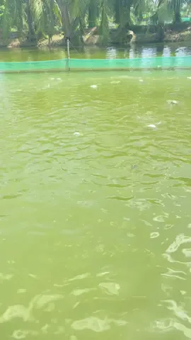 #xuhuong #nuoica #cananghai #thaclaccuom Lâu Lâu Rảnh Đi Thăm 4 Mùng Cá