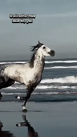 #اقوال_وحكم_الحياة  #دار_الحق  #اكسبلورexplore 