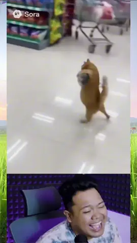 #yourdudh #kucinglucu 