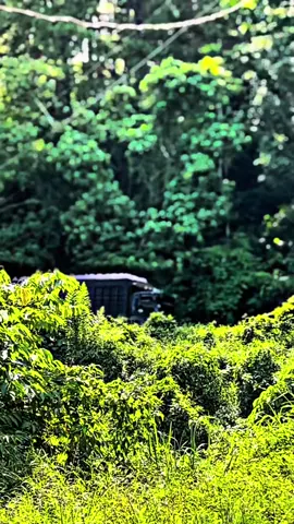 black phantom🖤#@Nanda pratama46  @rifall_505#@tokber88  #rmtgroup #hinogacor🔥🔥 #ffyyyyyppppppp #